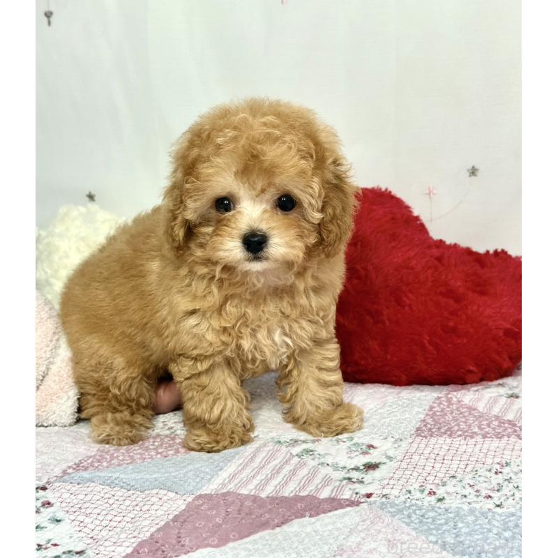 販売中の大阪府のタイニープードル-453831の5枚目