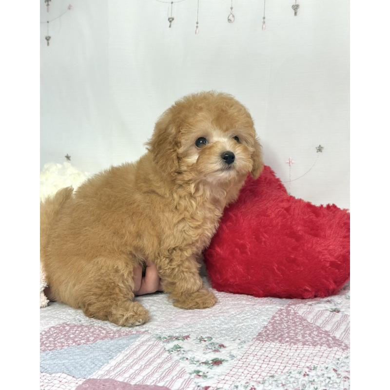 販売中の大阪府のタイニープードル-453831の4枚目