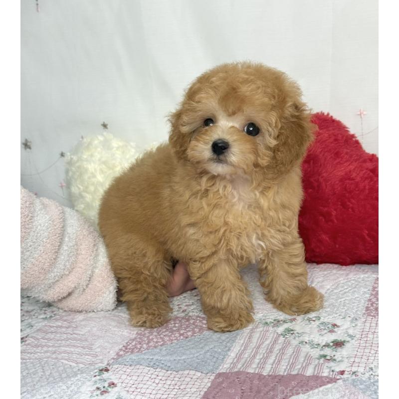 販売中の大阪府のタイニープードル-453831の3枚目