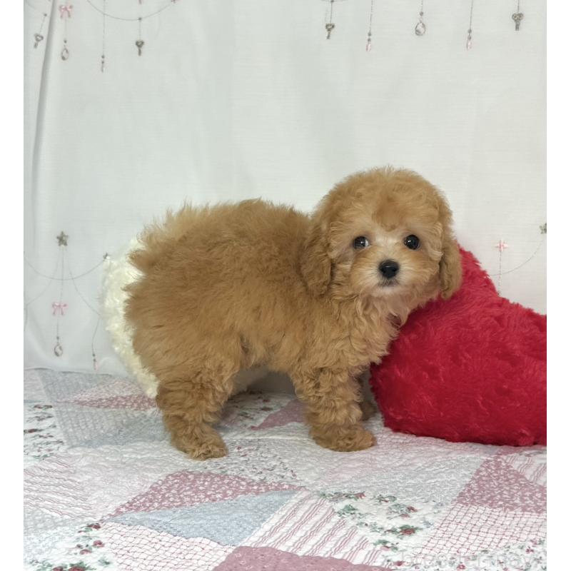 販売中の大阪府のタイニープードル-453831の2枚目