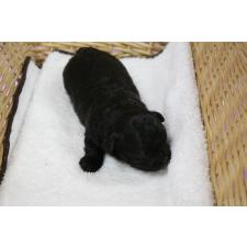 ♀︎ミックス犬