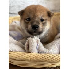 オンライン見学