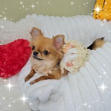 ♀︎チワワ(ロングコート)