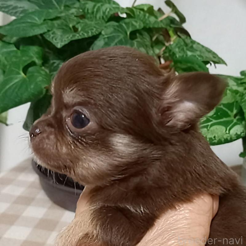 販売中の山口県のチワワ(ロングコート)-453834の6枚目