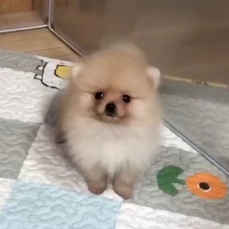 販売中の千葉県のポメラニアン-453833の3枚目