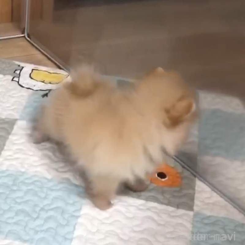 販売中の千葉県のポメラニアン-453833の2枚目