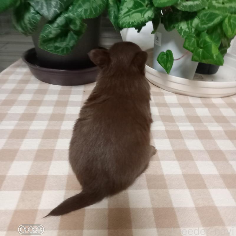 販売中の山口県のチワワ(ロングコート)-453834の4枚目