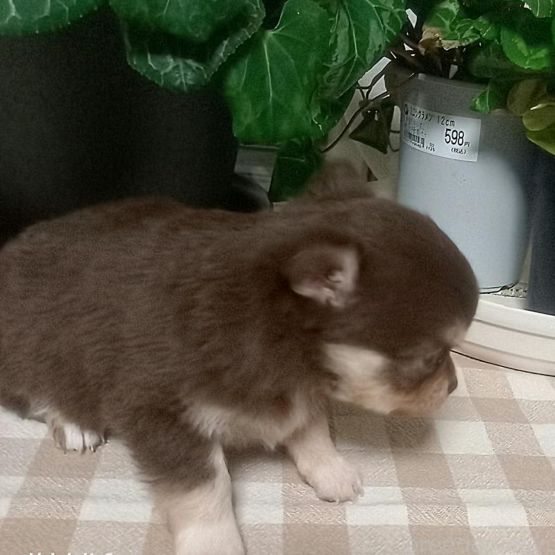 販売中の山口県のチワワ(ロングコート)-453834の3枚目