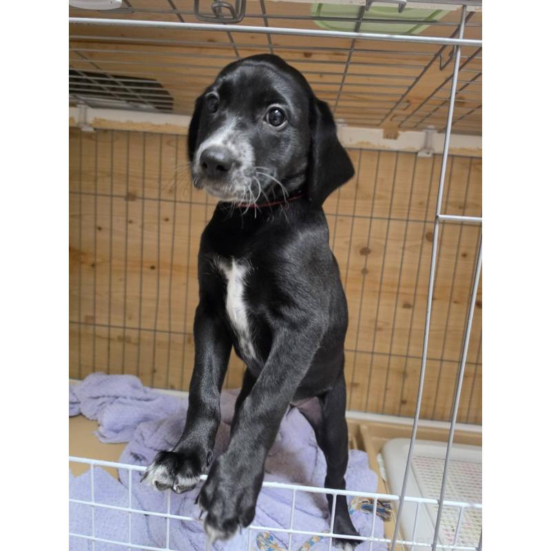 販売中の群馬県のミックス犬-453836の12枚目