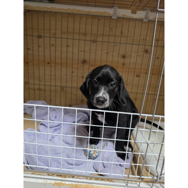 販売中の群馬県のミックス犬-453836の11枚目