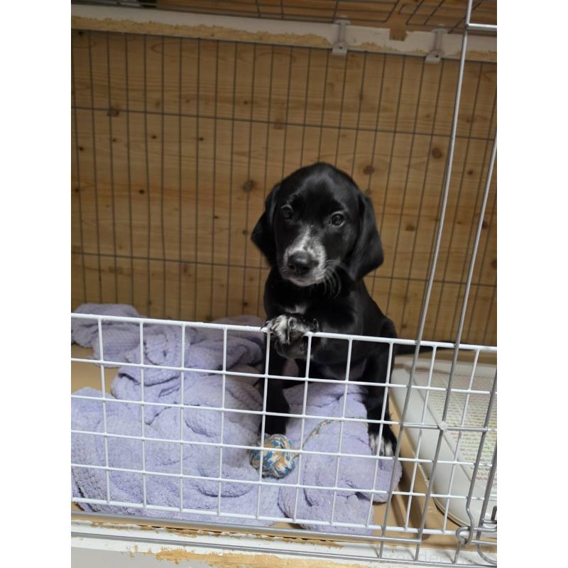 販売中の群馬県のミックス犬-453836の10枚目