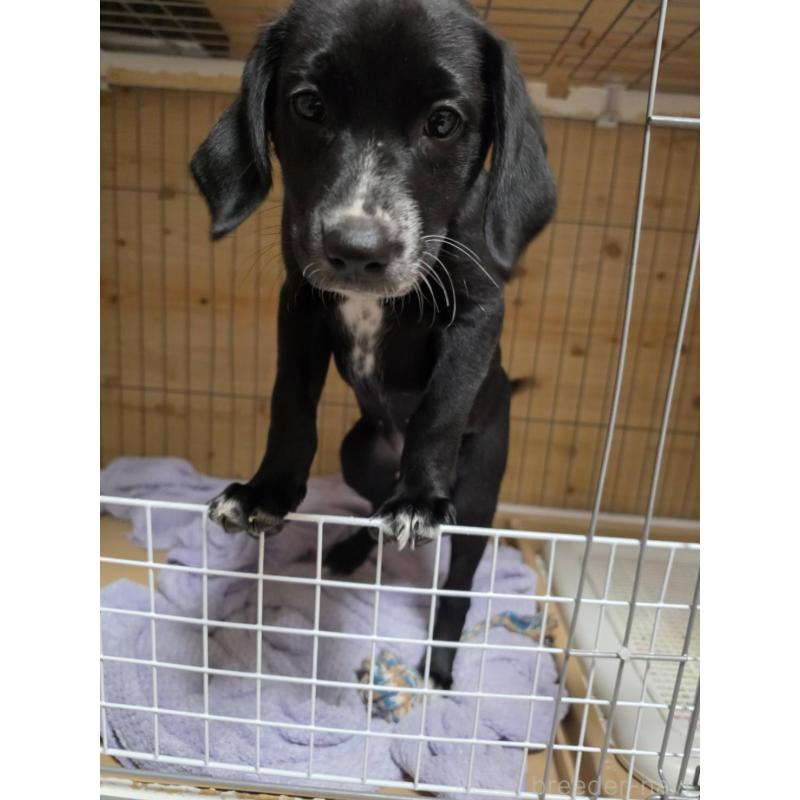 販売中の群馬県のミックス犬-453836の9枚目