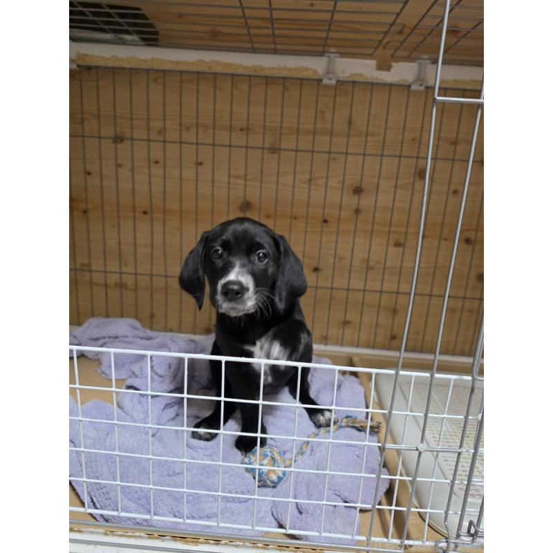 販売中の群馬県のミックス犬-453836の8枚目