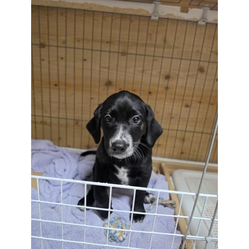 販売中の群馬県のミックス犬-453836の7枚目