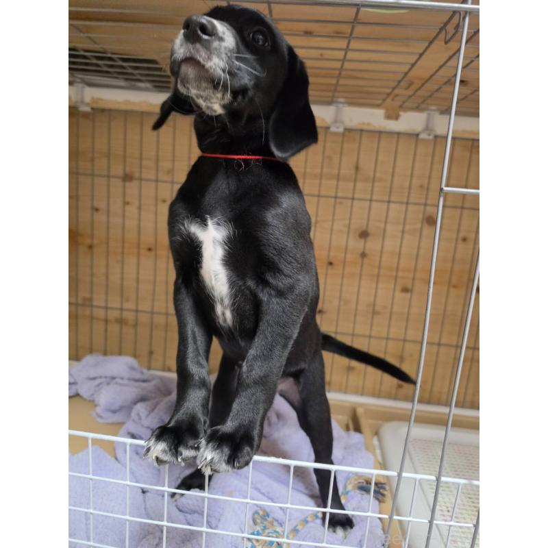 販売中の群馬県のミックス犬-453836の5枚目