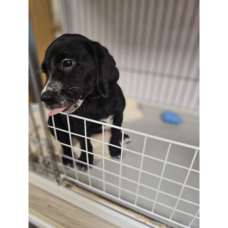 販売中の群馬県のミックス犬-453836の6枚目