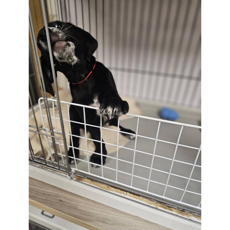 販売中の群馬県のミックス犬-453836の4枚目