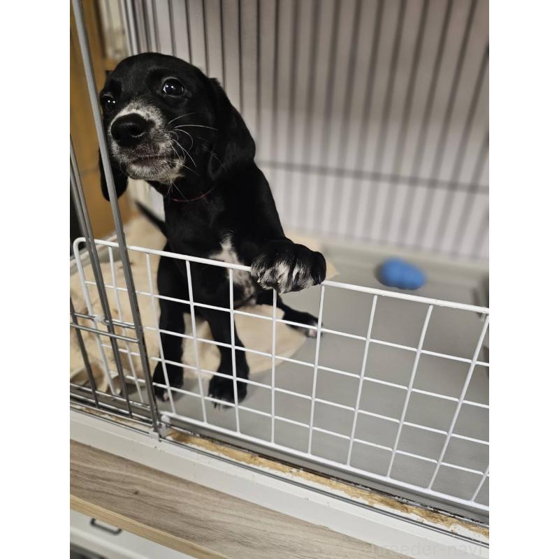 販売中の群馬県のミックス犬-453836の3枚目