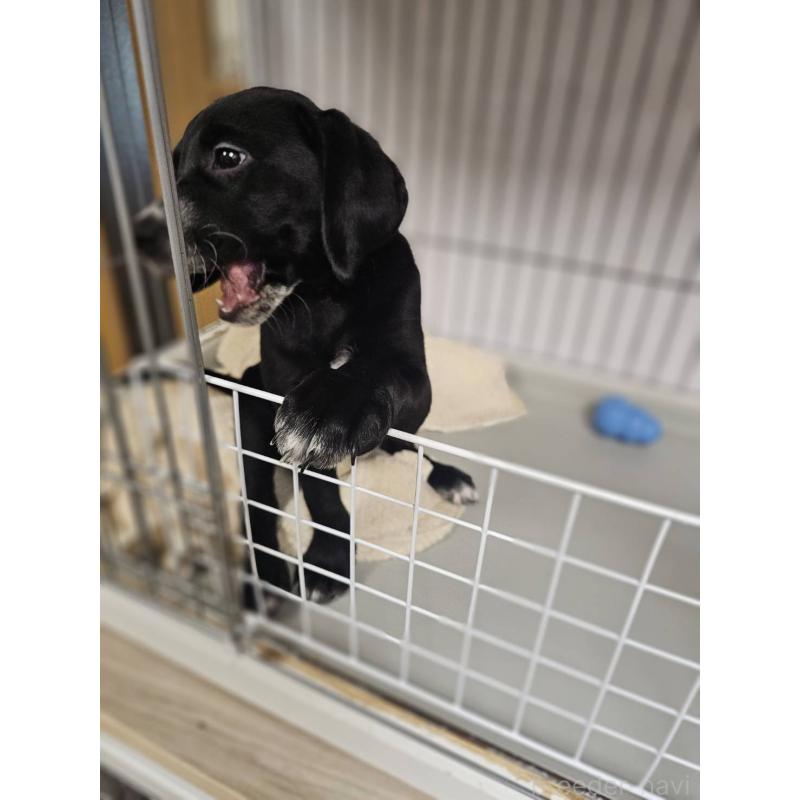 販売中の群馬県のミックス犬-453836の2枚目