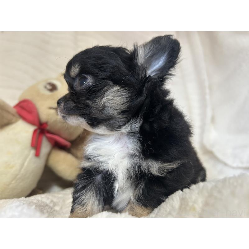 販売中の京都府のチワワ(ロングコート)-453837の7枚目