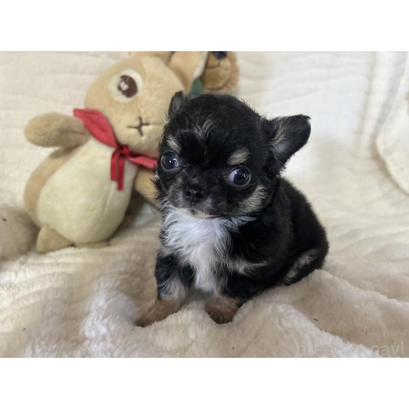 販売中の京都府のチワワ(ロングコート)-453837の6枚目