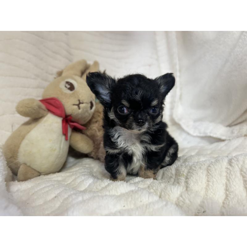 販売中の京都府のチワワ(ロングコート)-453837の5枚目