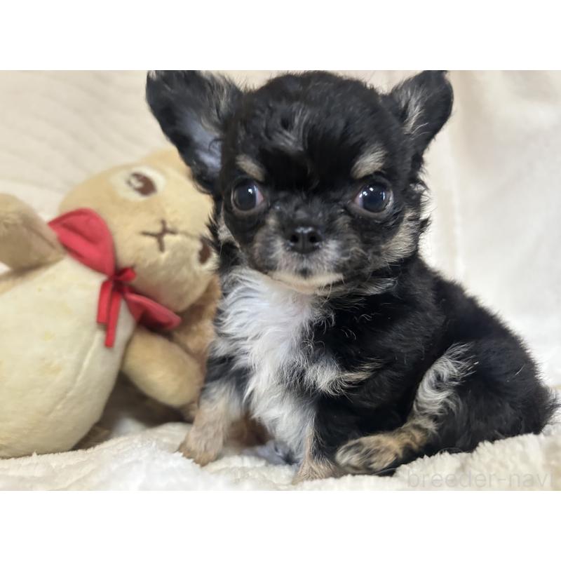 販売中の京都府のチワワ(ロングコート)-453837の4枚目