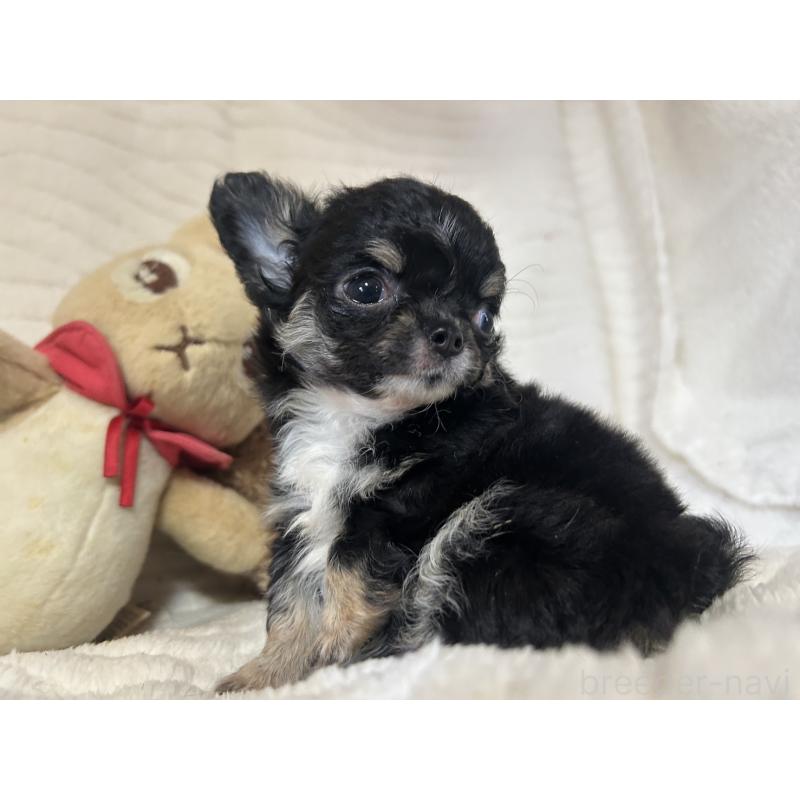 販売中の京都府のチワワ(ロングコート)-453837の3枚目