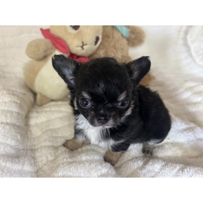 販売中の京都府のチワワ(ロングコート)-453837の2枚目