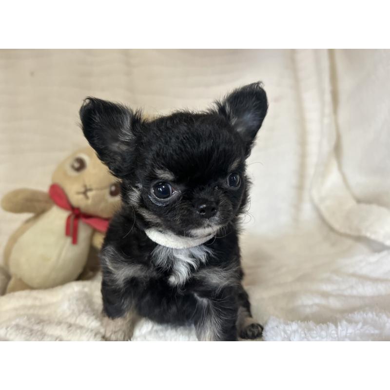 販売中の京都府のチワワ(ロングコート)-453838の7枚目