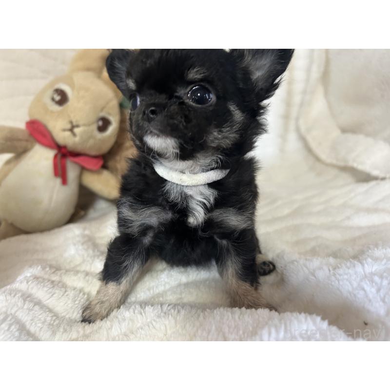 販売中の京都府のチワワ(ロングコート)-453838の5枚目