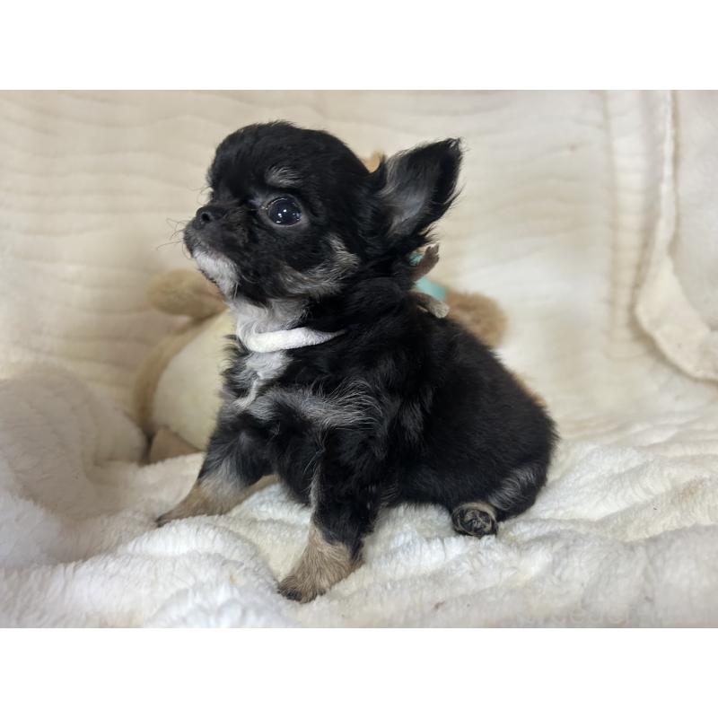 販売中の京都府のチワワ(ロングコート)-453838の6枚目