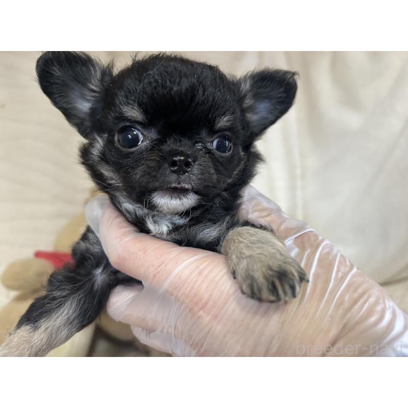 販売中の京都府のチワワ(ロングコート)-453838の4枚目