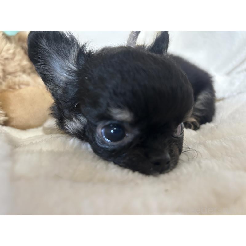 販売中の京都府のチワワ(ロングコート)-453838の3枚目