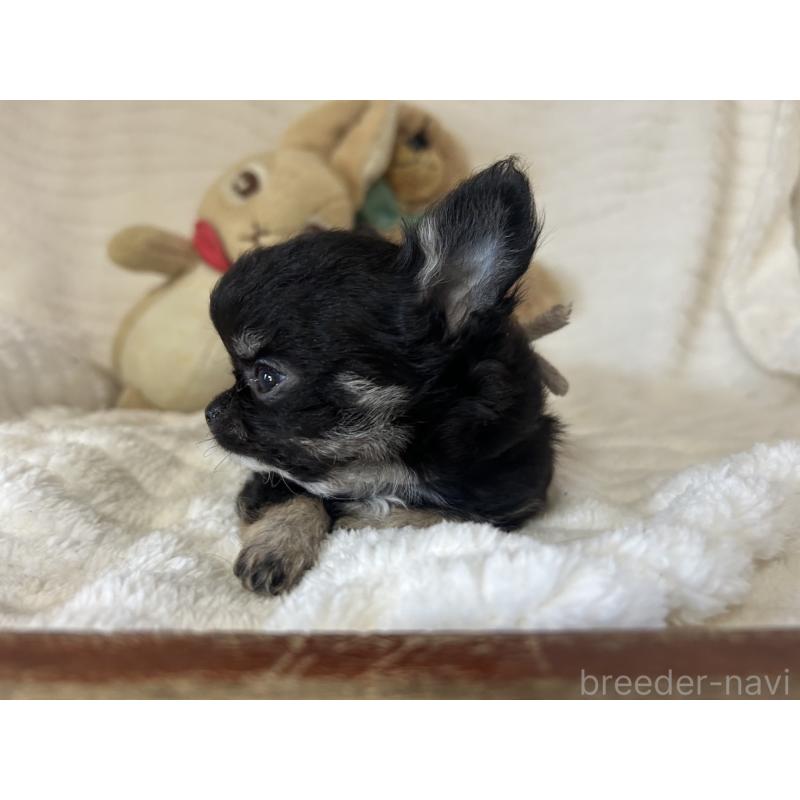 販売中の京都府のチワワ(ロングコート)-453838の2枚目