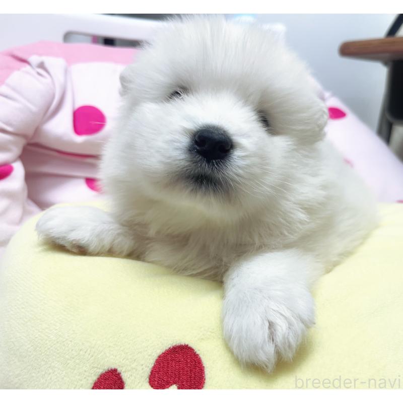 販売中の東京都のサモエド-450324の8枚目