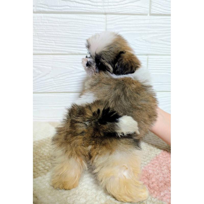 販売中の宮崎県のシーズー-453840の5枚目