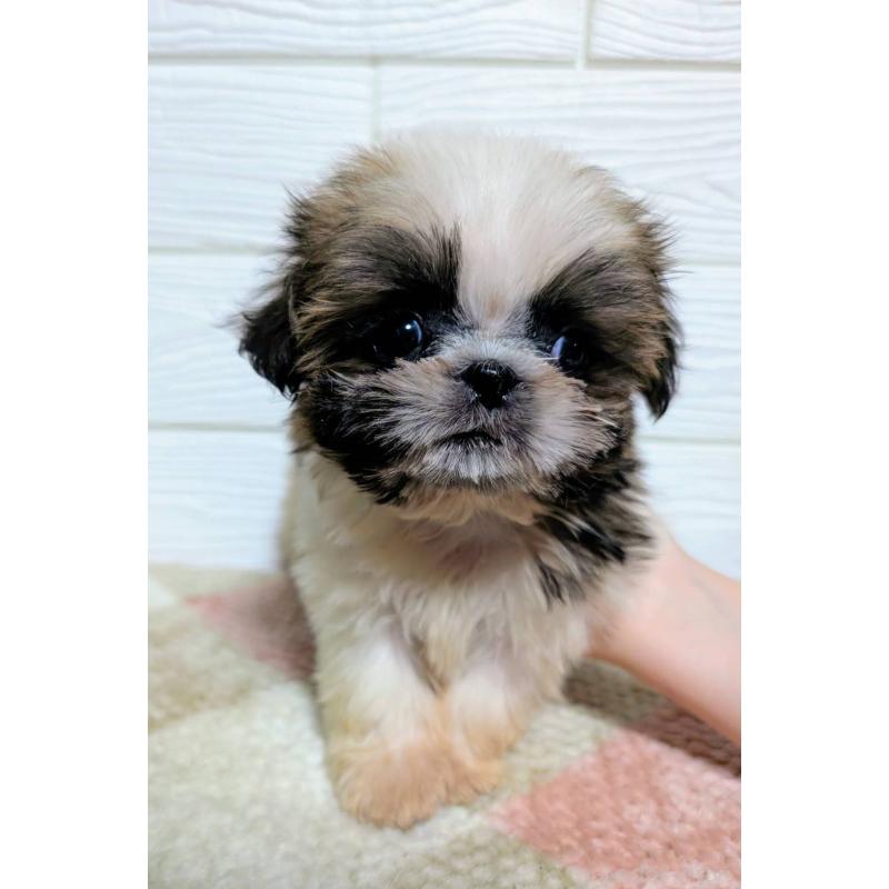 販売中の宮崎県のシーズー-453840の3枚目