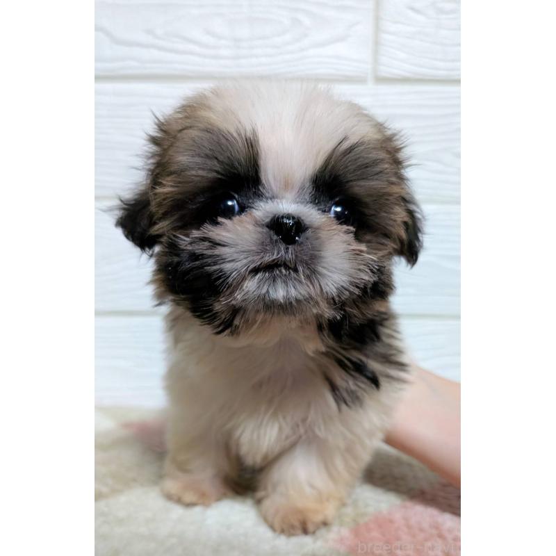 販売中の宮崎県のシーズー-453840の2枚目