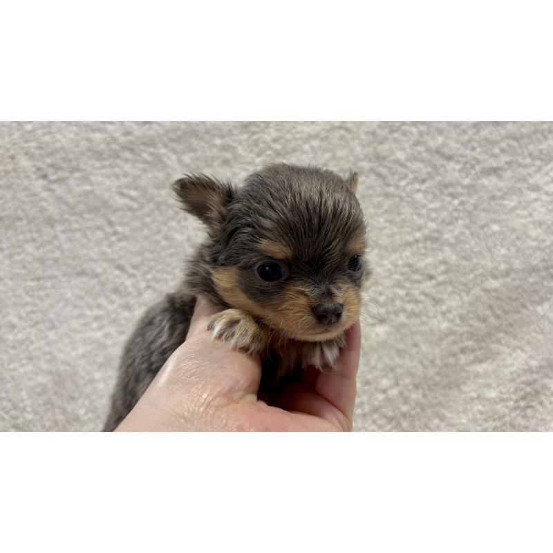 販売中の滋賀県のチワワ(ロングコート)-453844の8枚目