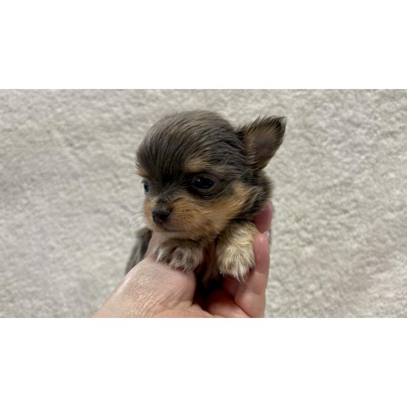 販売中の滋賀県のチワワ(ロングコート)-453844の7枚目