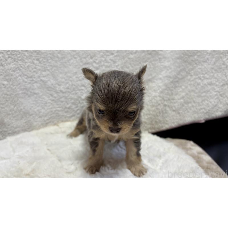 販売中の滋賀県のチワワ(ロングコート)-453844の6枚目