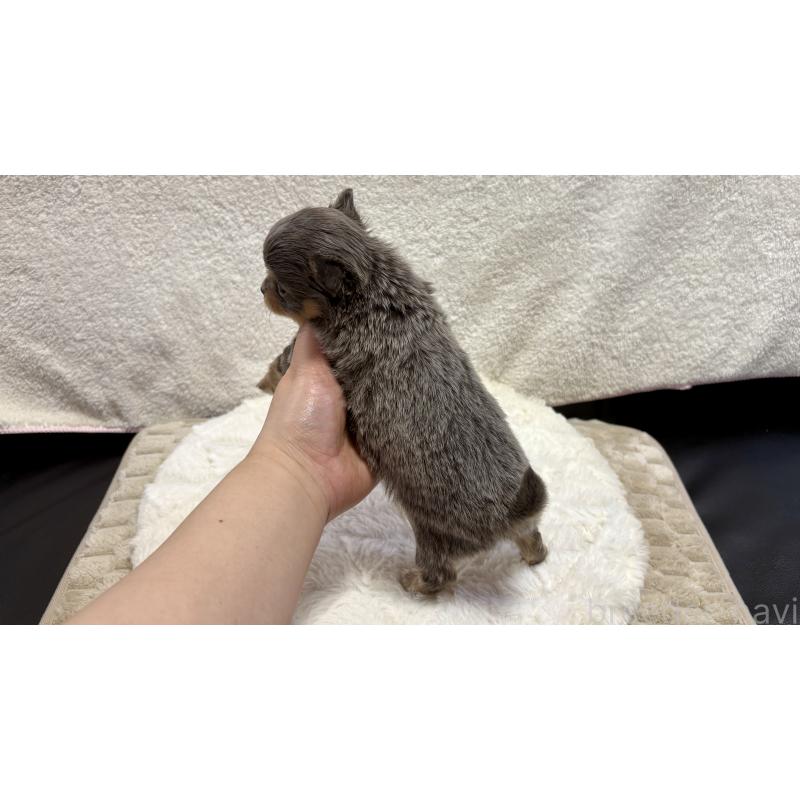 販売中の滋賀県のチワワ(ロングコート)-453844の5枚目