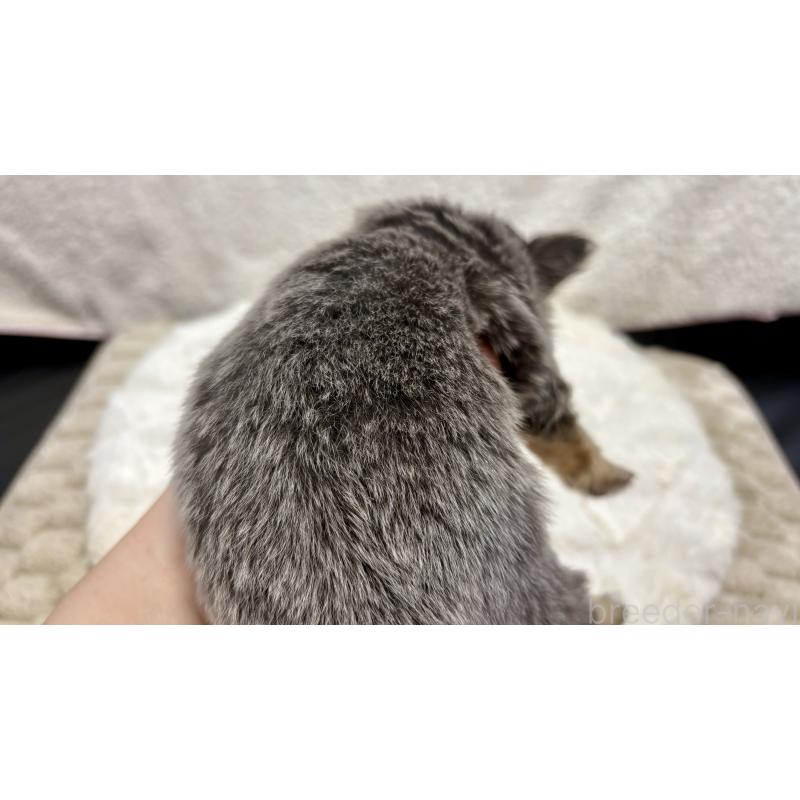 販売中の滋賀県のチワワ(ロングコート)-453844の4枚目