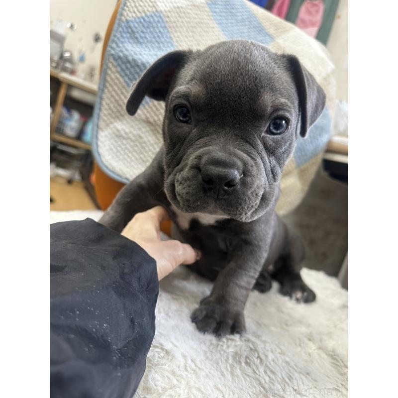 販売中の千葉県のアメリカンブリー-453841の5枚目