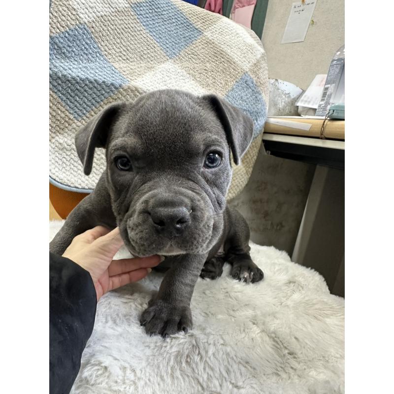 販売中の千葉県のアメリカンブリー-453841