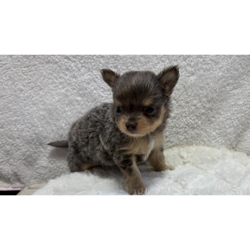 販売中の滋賀県のチワワ(ロングコート)-453844の3枚目