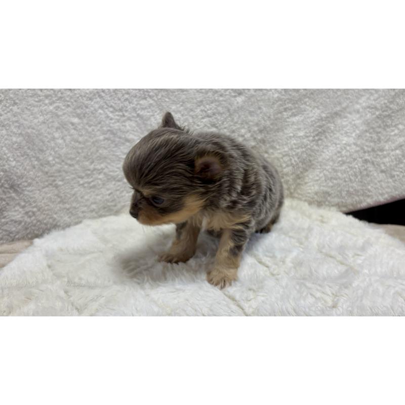 販売中の滋賀県のチワワ(ロングコート)-453844の2枚目