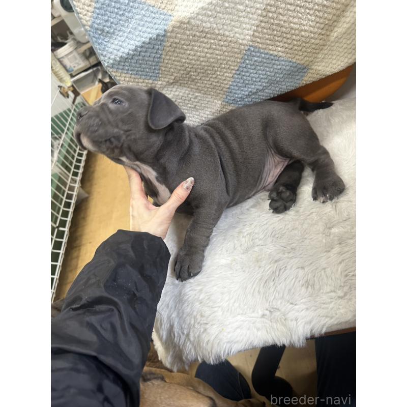 販売中の千葉県のアメリカンブリー-453841の3枚目