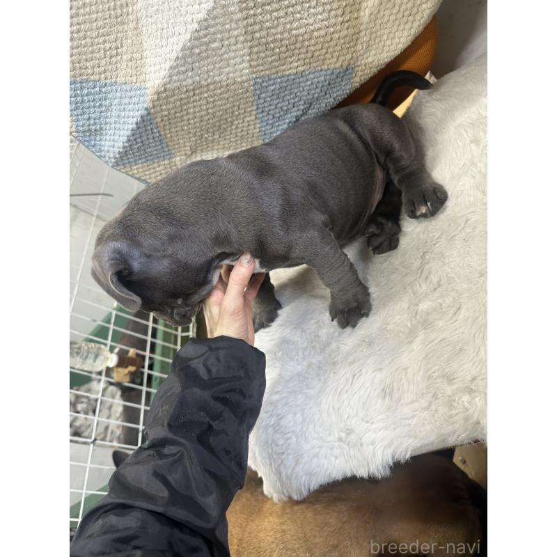 販売中の千葉県のアメリカンブリー-453841の2枚目